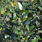  Stechpalme Ilex Gentle 30-40cm - Ilex Crenata