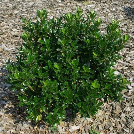  Stechpalme Ilex Heckenpracht 100-125cm - Ilex Meserveae