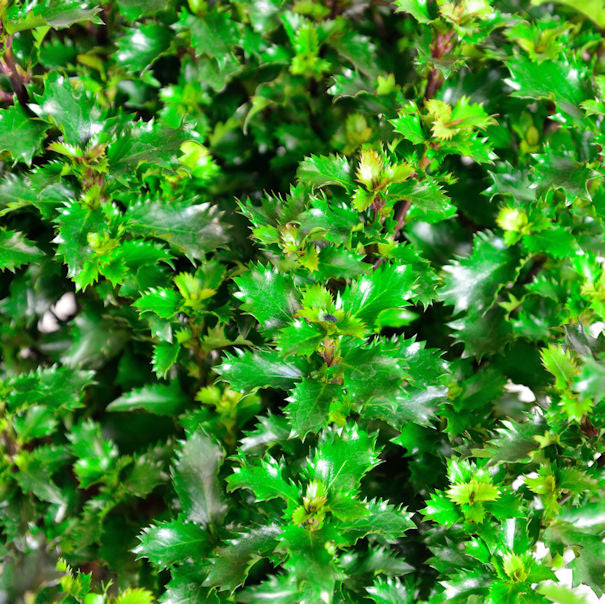 Kugelschnitt Amerikanischer Ilex Little Rascal 40-50cm - Ilex Meserveae