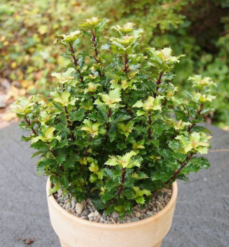  Amerikanischer Ilex Little Rascal 10-15cm - Ilex Meserveae