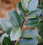  Stechpalme Ilex Heckenblau® 100-125cm - Ilex Meserveae