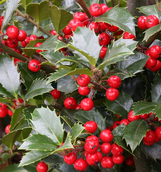  Stechpalme Ilex Heckenfee® 30-40cm - Ilex Meserveae
