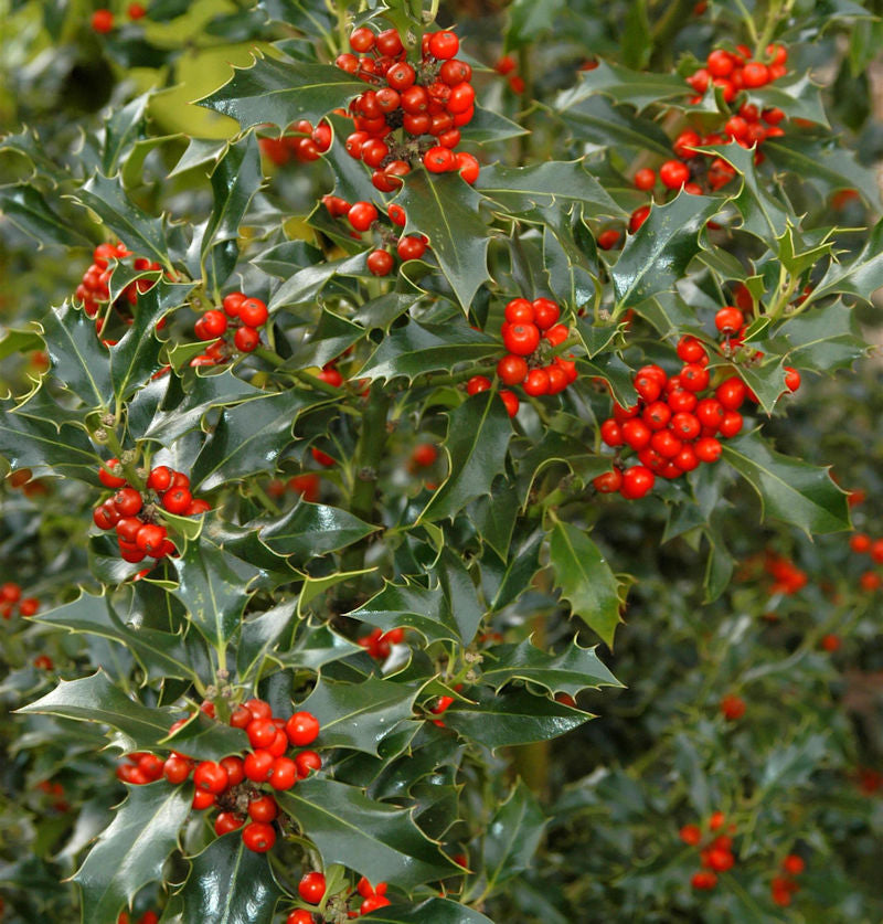  Gemeine Stechpalme Ilex 125-150cm - Ilex Aquifolium