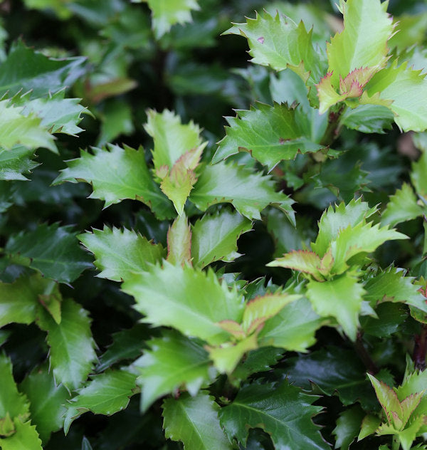  Hochstamm Stechpalme Ilex Little Rascal 60-80cm - Ilex Meserveae