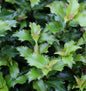  Hochstamm Stechpalme Ilex Little Rascal 60-80cm - Ilex Meserveae