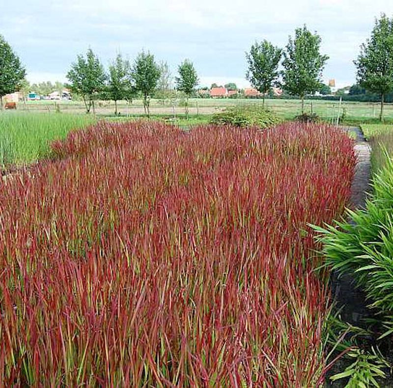  Japanisches Blutgras Red Baron - Imperata Cylindrica