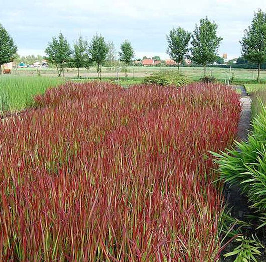  Japanisches Blutgras Red Baron - Imperata Cylindrica