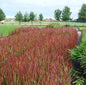  Japanisches Blutgras Red Baron - Imperata Cylindrica