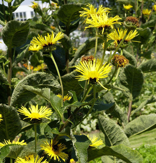  Echter Alant - Inula Helenium
