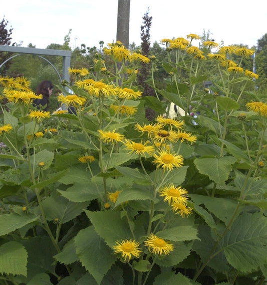  Riesenalant - Inula Magnifica