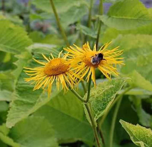  Orientatlant - Inula Orientalis