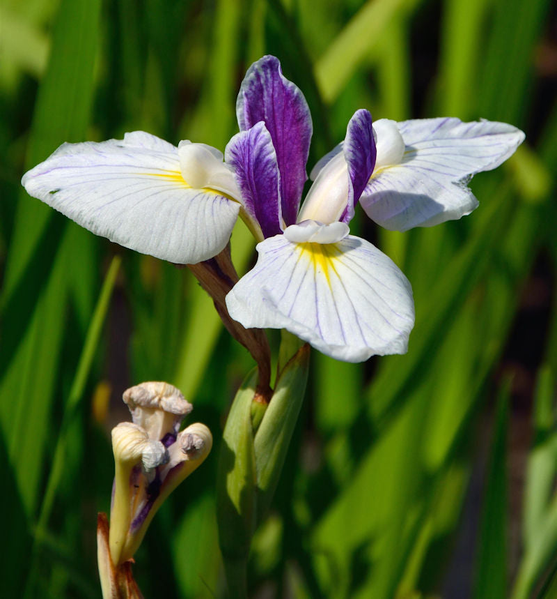  Japanische Sumpf Schwertlilie Aquamarin - Iris Ensata