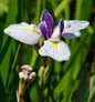  Japanische Sumpf Schwertlilie Aquamarin - Iris Ensata
