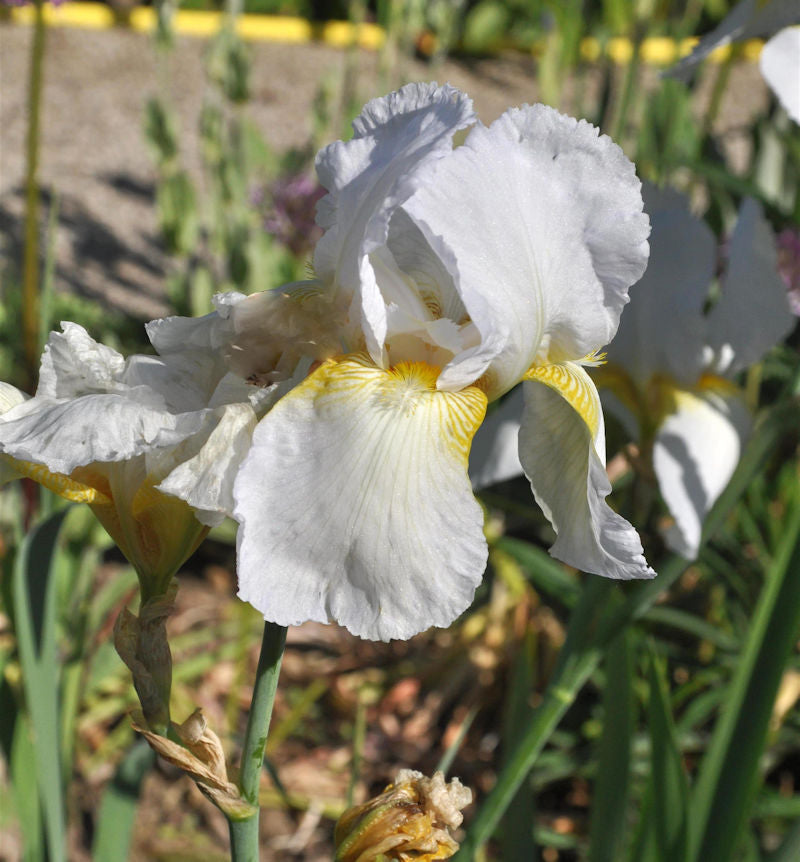  Schwertlilie Arctic Sunrise - Iris Barbata