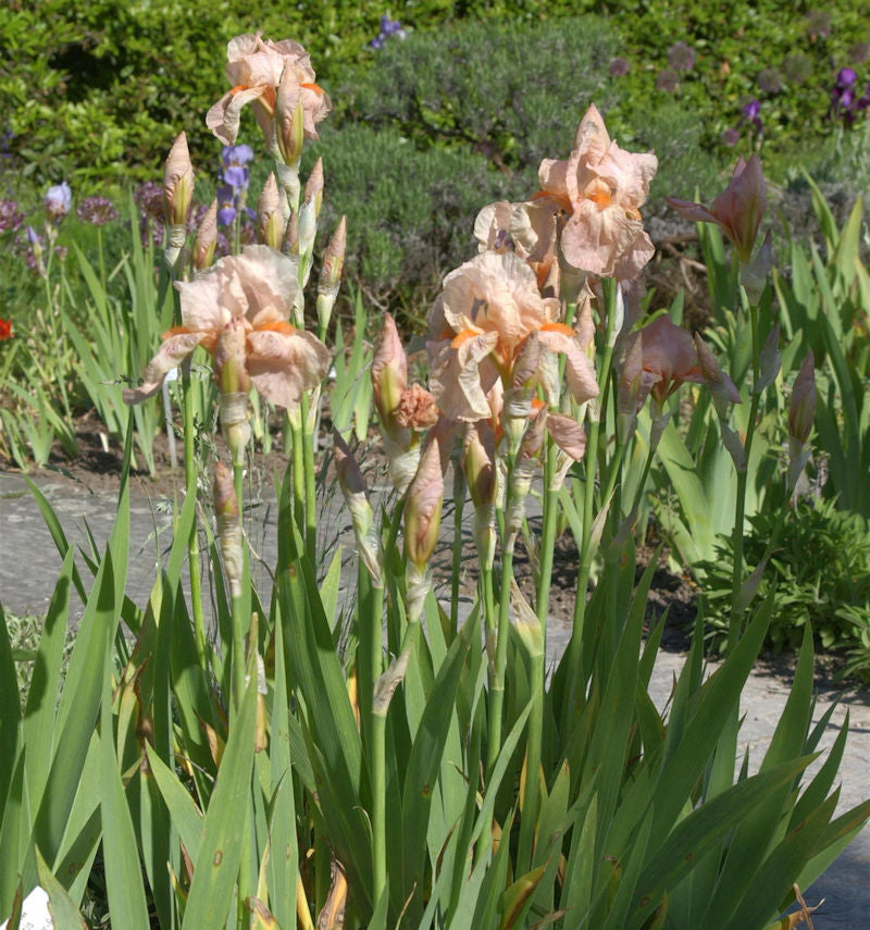  Schwertlilie Blushing Pink - Iris Barbata