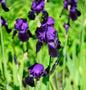  Schwertlilie Rheinländerin - Iris Barbata
