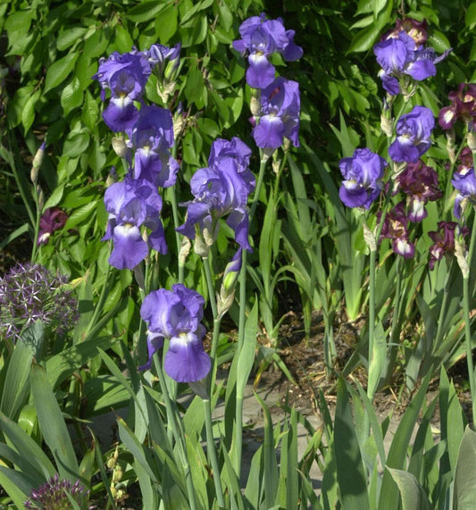  Schwertlilie Harbor Blue - Iris Barbata
