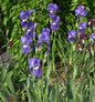  Schwertlilie Harbor Blue - Iris Barbata