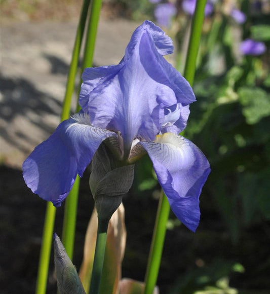  Schwertlilie Jane Philipps - Iris Barbata