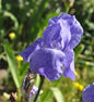  Schwertlilie Breakers - Iris Barbata