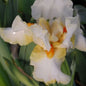  Schwertlilie Burmese Dawn - Iris Barbata