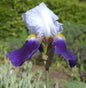  Schwertlilie Cloverdale - Iris Barbata