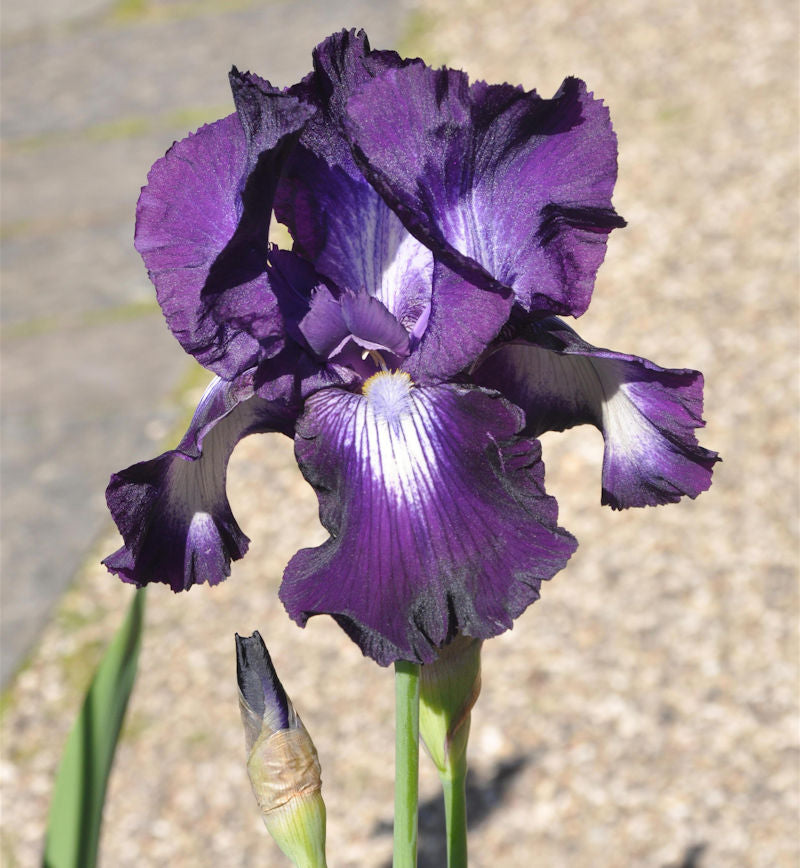 Schwertlilie Exotic Isle - Iris Barbata
