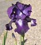  Schwertlilie Exotic Isle - Iris Barbata