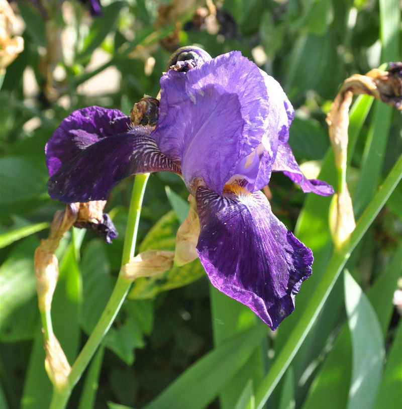  Schwertlilie Gay Parasol - Iris Barbata