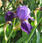  Schwertlilie Gay Parasol - Iris Barbata