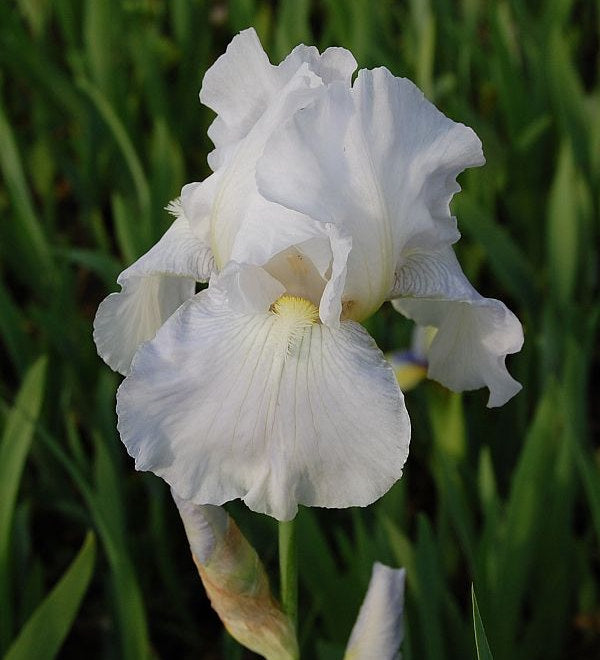  Schwertlilie Immortality - Iris Barbata