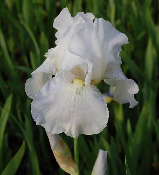  Schwertlilie Immortality - Iris Barbata
