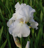 Schwertlilie Immortality - Iris Barbata