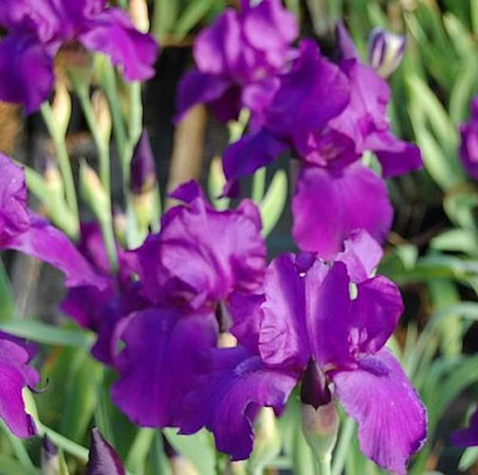  Schwertlilie Matinata - Iris Barbata