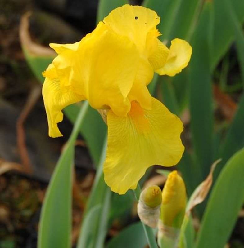  Schwertlilie Ola Kala - Großer Topf - Iris Barbata