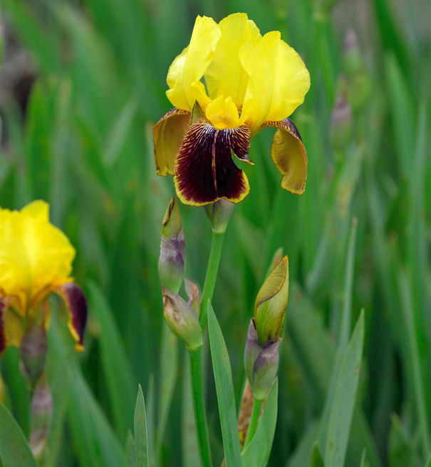  Schwertlilie Rajah Brooke - Iris Barbata
