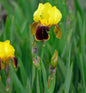  Schwertlilie Rajah Brooke - Iris Barbata