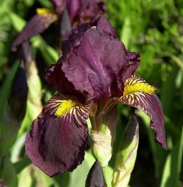  Schwertlilie Sultans Palace - Iris Barbata