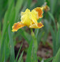  Mittelhohe Schwertlilie Golden Muffin - Iris Barbata