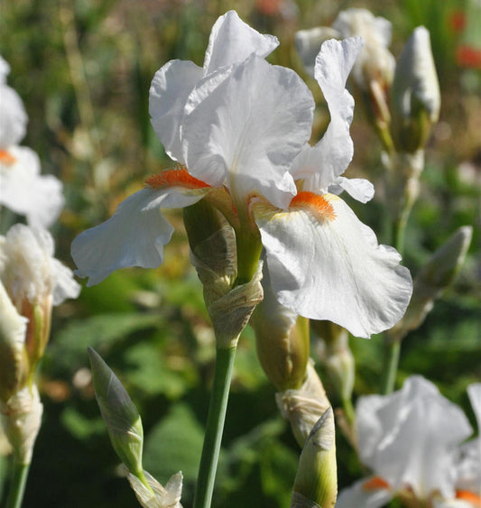  Mittelhohe Schwertlilie Avanelle - Iris Barbata