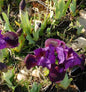  Zwergschwertlilie Little Shadow - Iris Barbata
