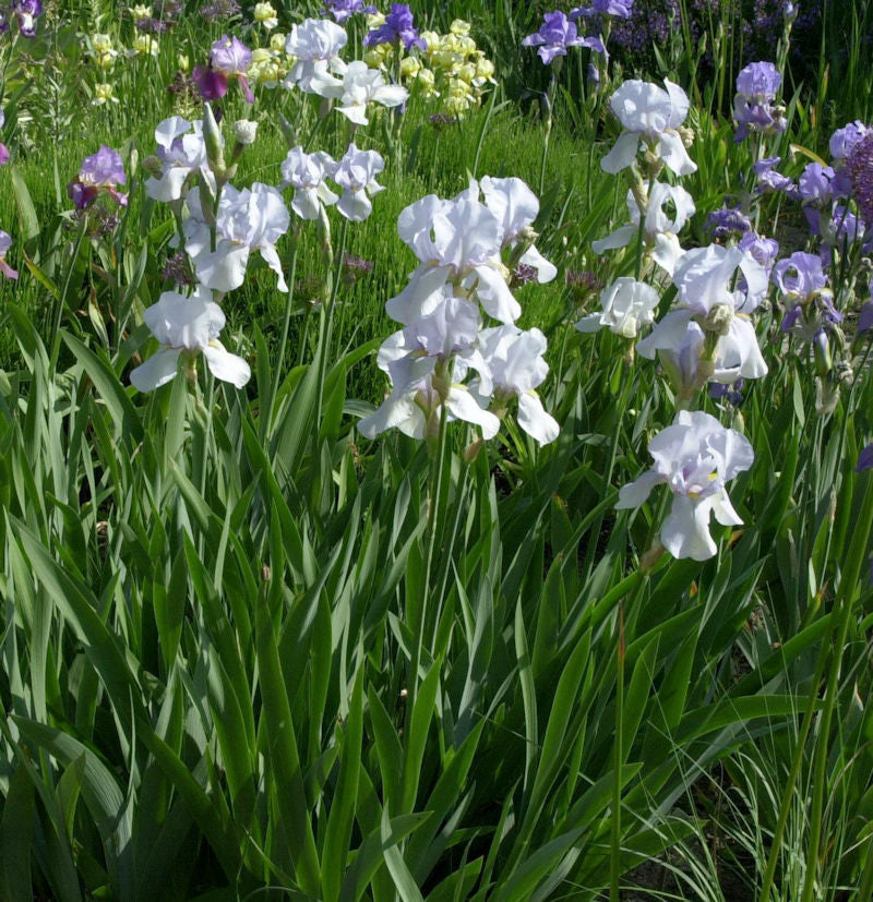  Schwertlilie Springtime Madonna - Iris Barbata
