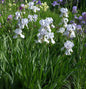  Schwertlilie Springtime Madonna - Iris Barbata