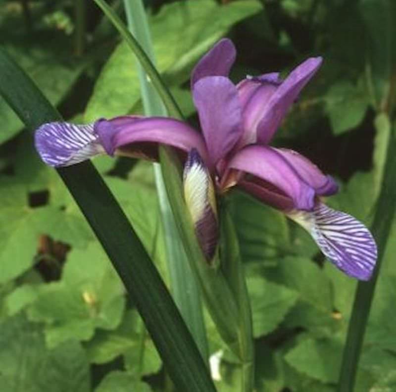  Pflaumen Iris - Iris Graminea