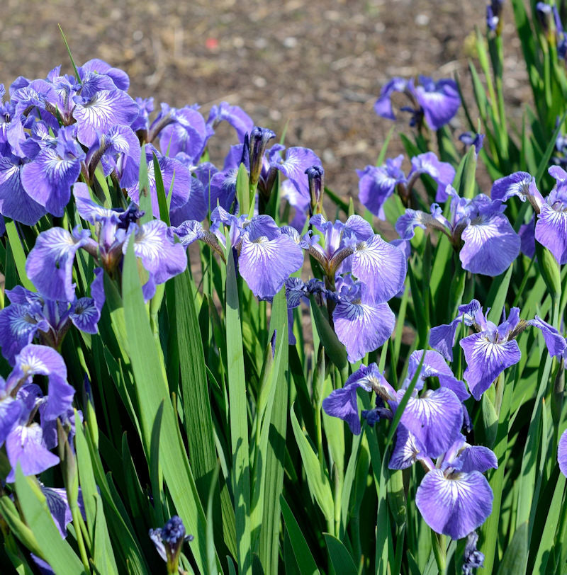  Iris Hookeri - Iris Hookeri
