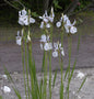  Zwerg-Schwertlilie - Iris Lutescens