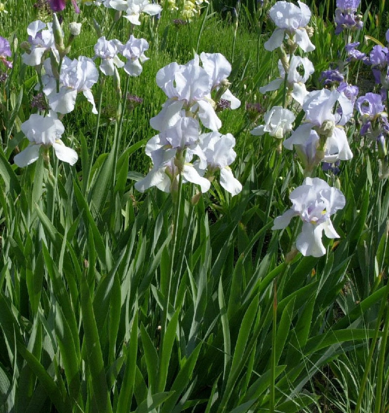  Zwerg-Schwertlilie Her Highness - Iris Pumila