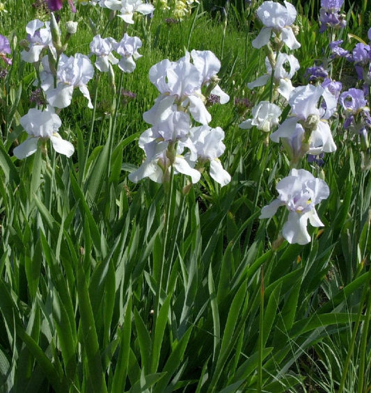  Zwerg-Schwertlilie Her Highness - Iris Pumila