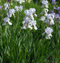  Zwerg-Schwertlilie Her Highness - Iris Pumila