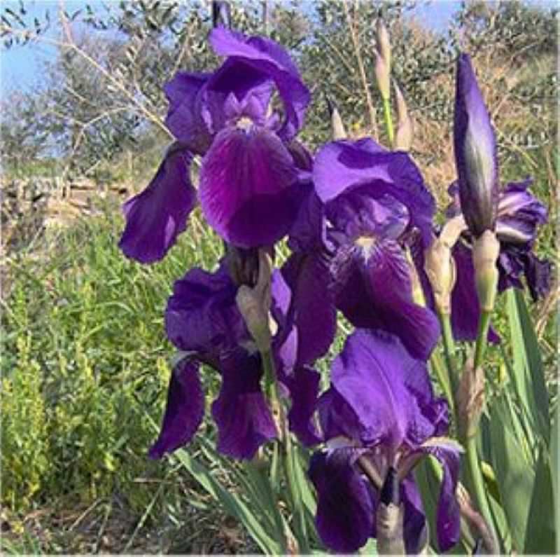  Borsten Iris - Iris Setosa